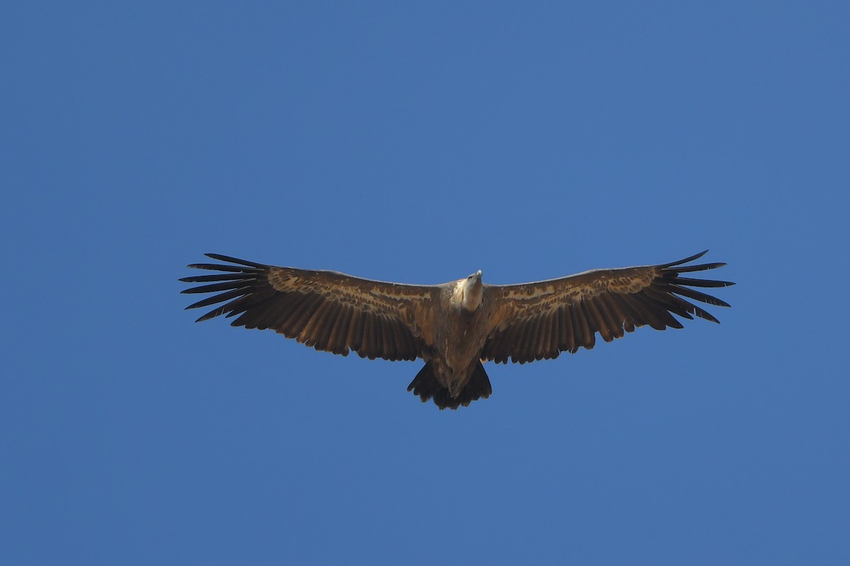 Eurasian Griffon - Linus Jerabek