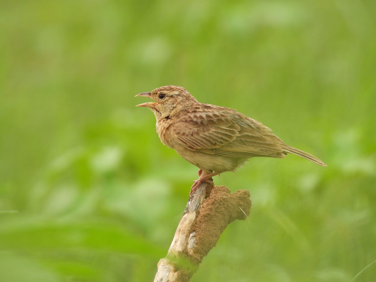 Singing Bushlark - Kalyani Kapdi