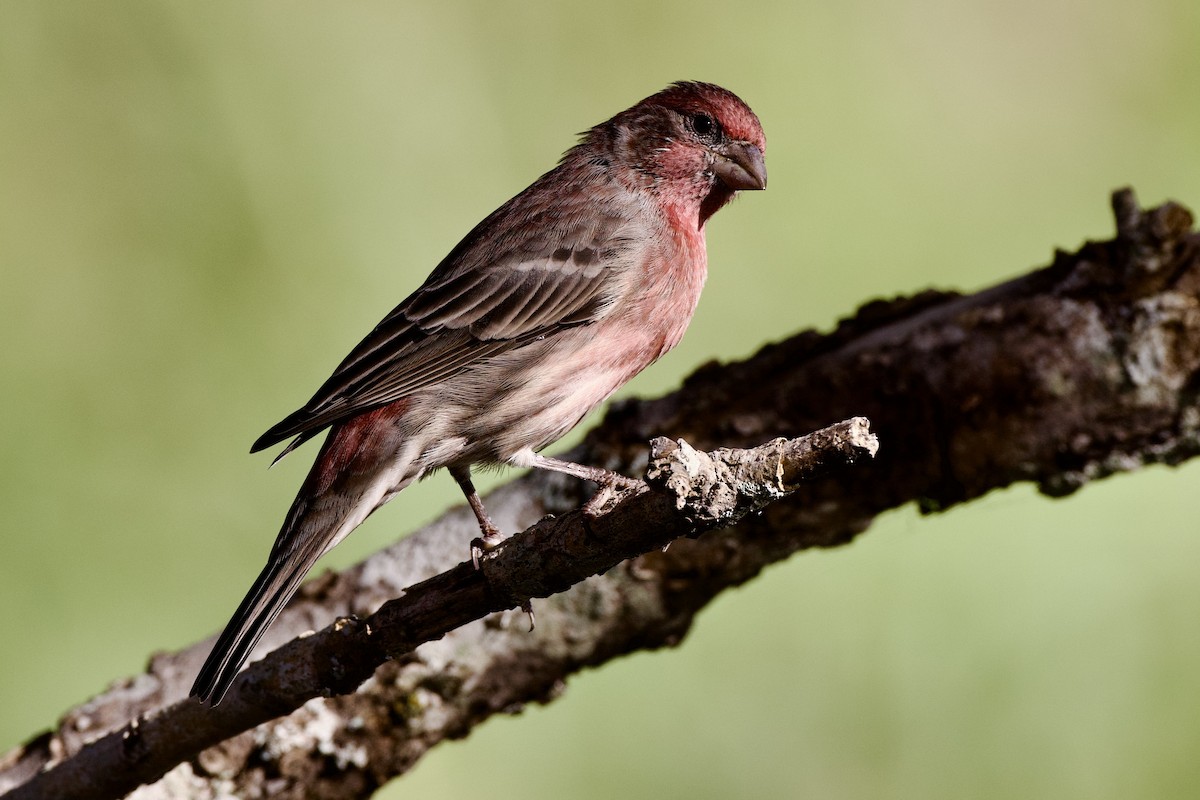 House Finch - ML623917666