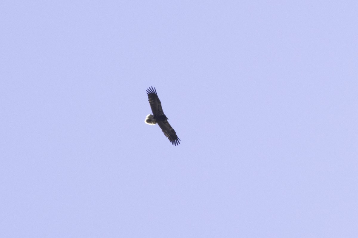 Egyptian Vulture - ML623917667