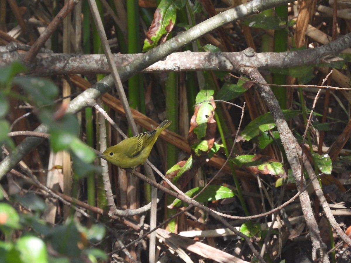 Yellow Warbler (Northern) - ML623917677