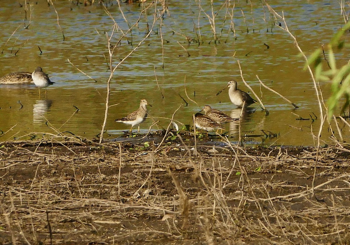 Pectoral Sandpiper - Jon (JC) Curd