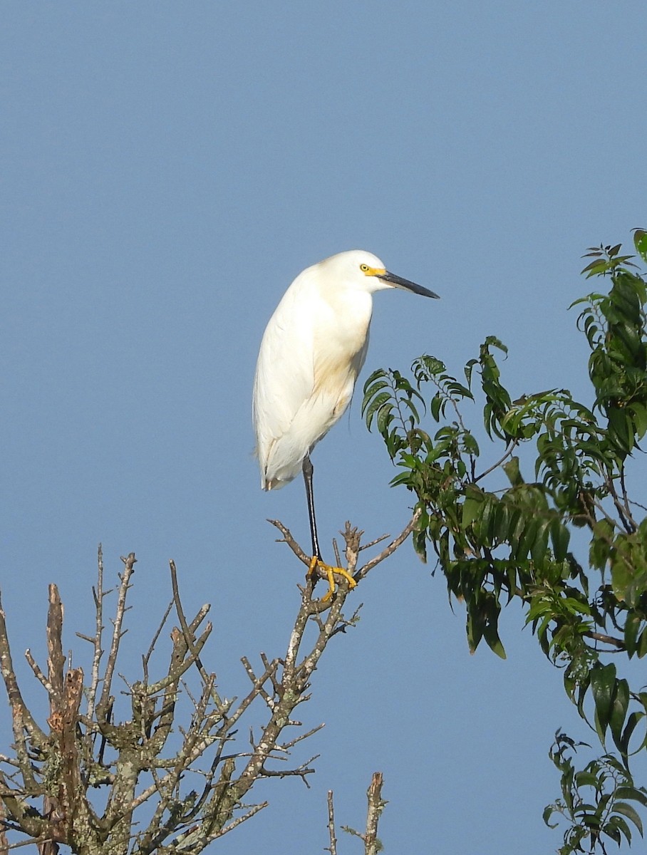 Snowy Egret - Cheryl Huner