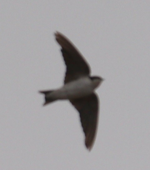 Western House-Martin - ML623917693