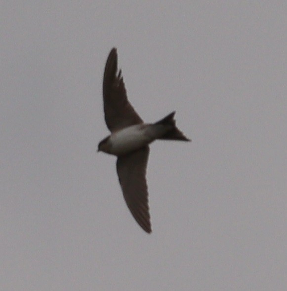 Western House-Martin - ML623917694