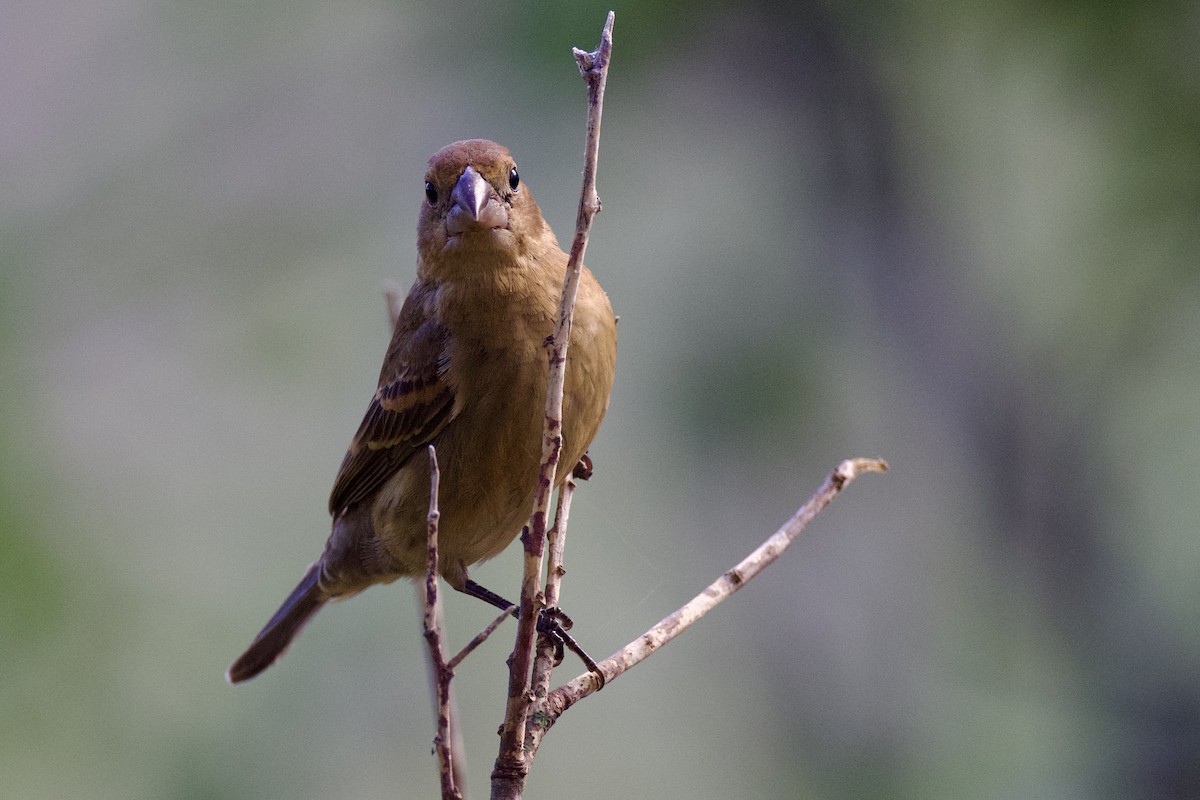 Blue Grosbeak - ML623917701