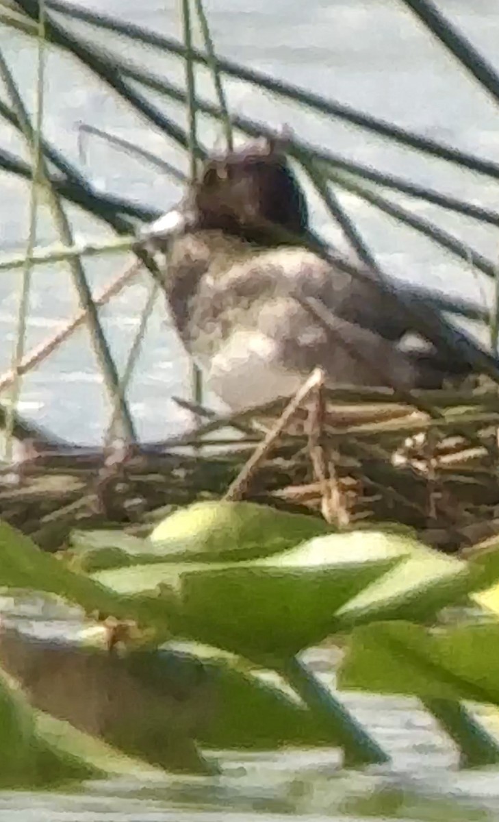 Lesser Scaup - ML623917730