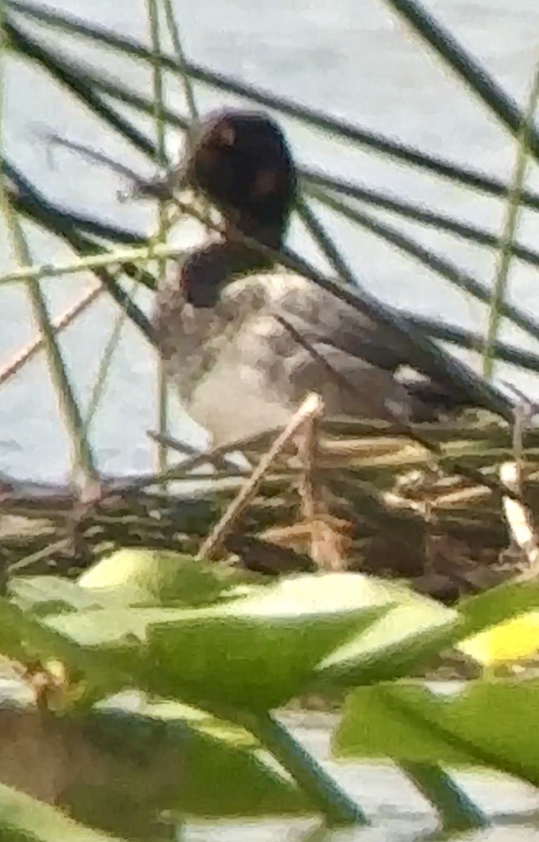 Lesser Scaup - ML623917731