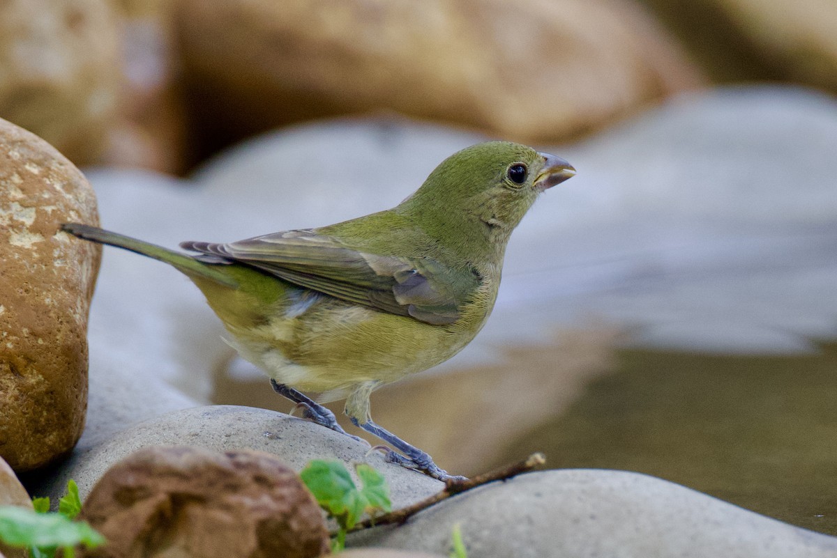 Painted Bunting - ML623917735