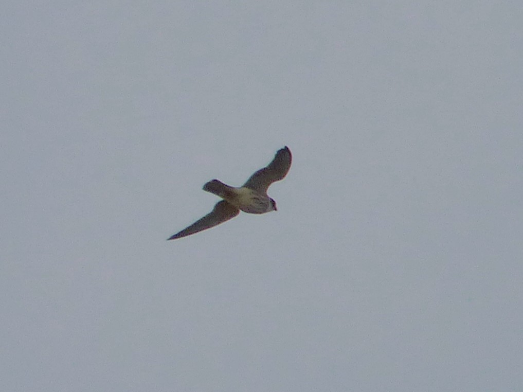 Red-footed Falcon - ML623917753