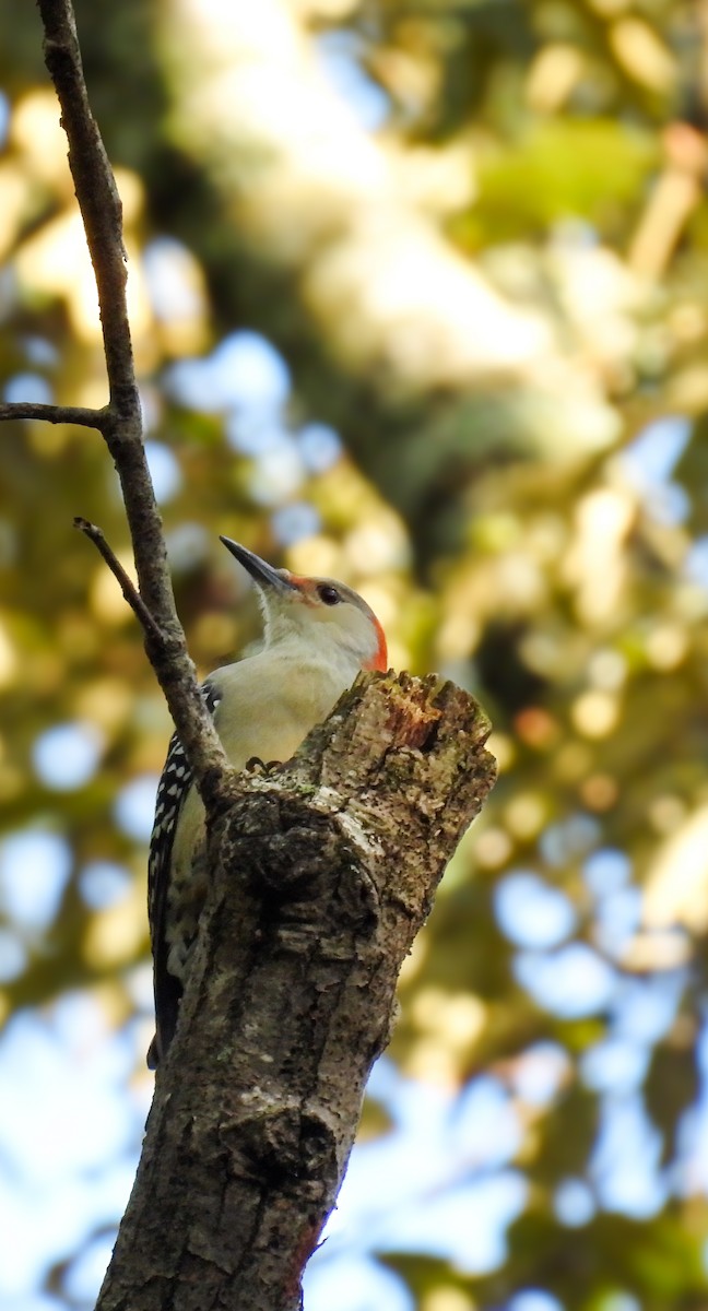 Red-bellied Woodpecker - ML623917755