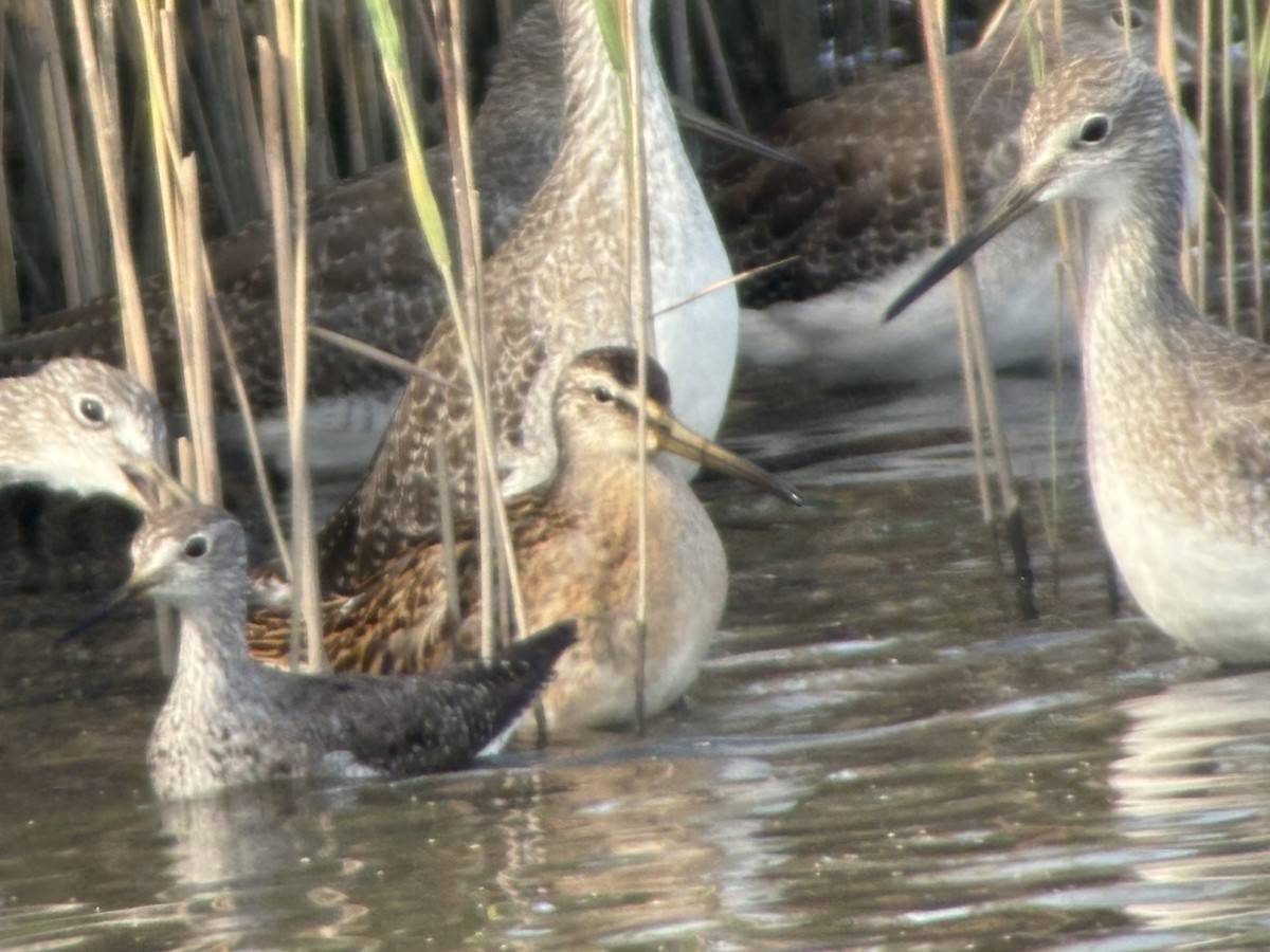 Short-billed Dowitcher - David Bernstein