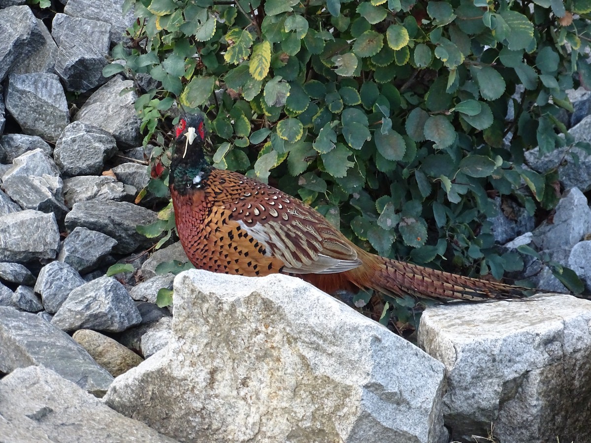 Ring-necked Pheasant - ML623917769