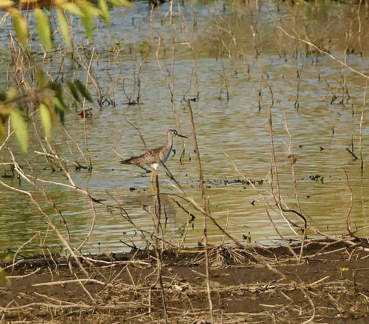 ביצנית צהובת-רגל - ML623917772