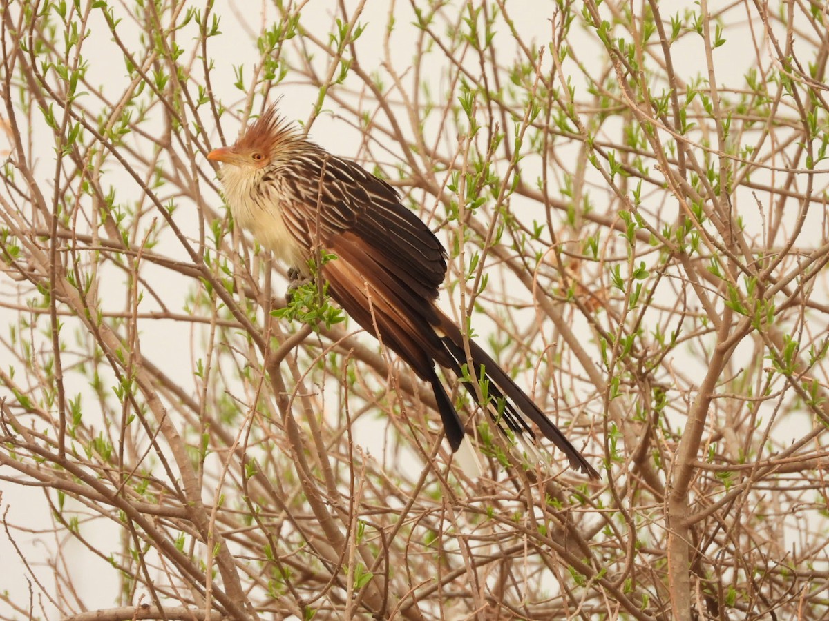 Guira Cuckoo - ML623917773