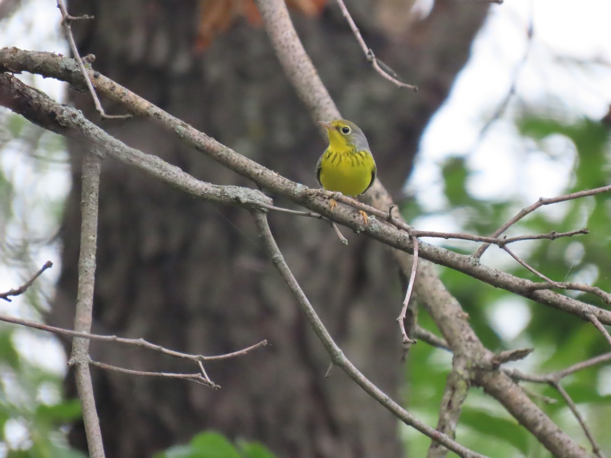 Paruline du Canada - ML623917778