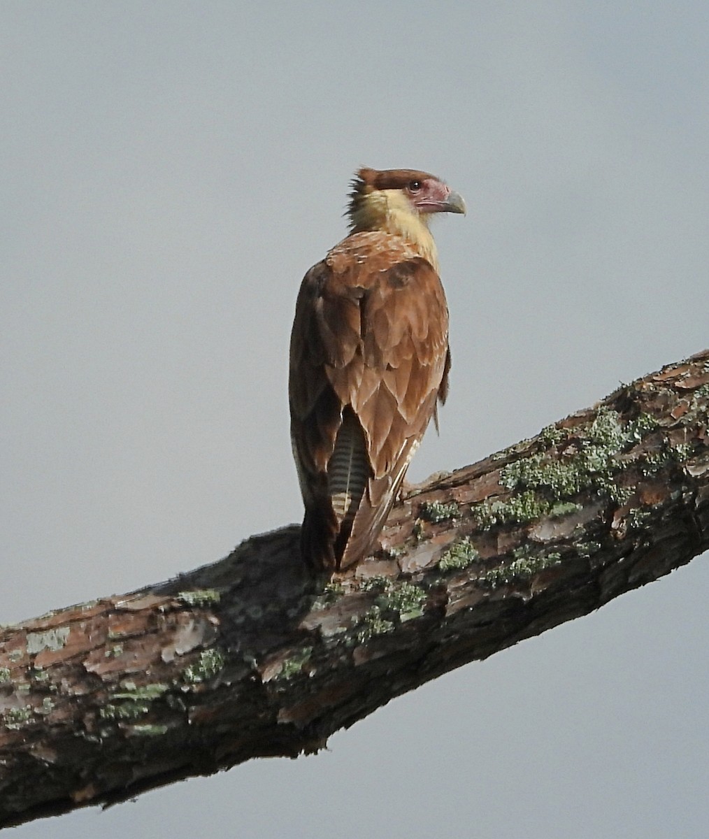 Caracara huppé - ML623917779