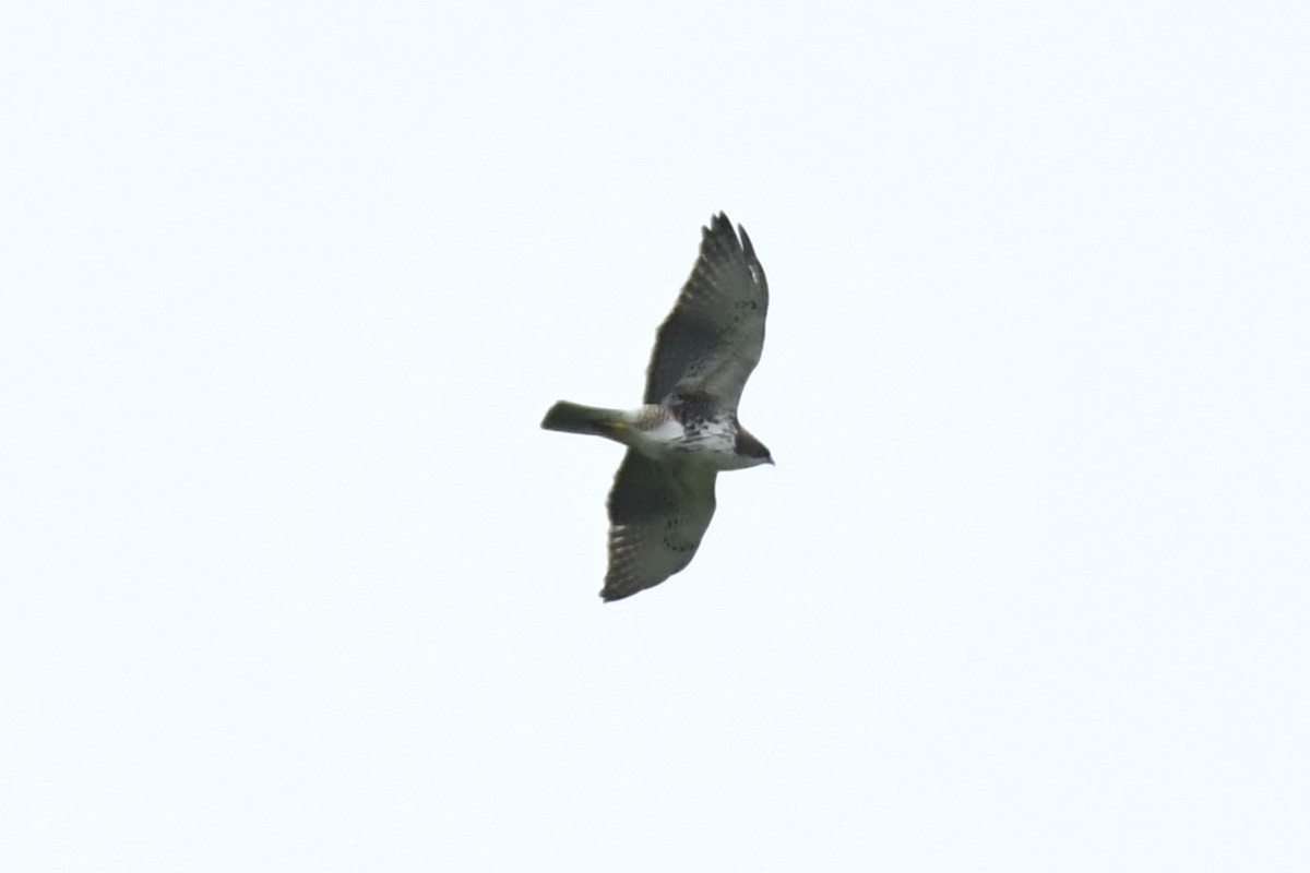 White-throated Hawk - Carlos Proaño