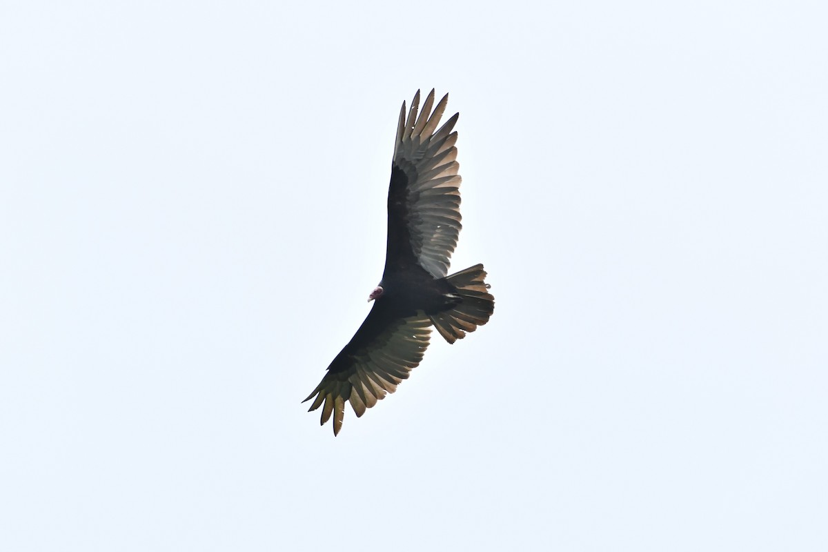 Turkey Vulture - ML623917798