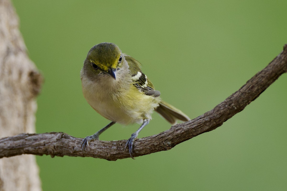 Vireo Ojiblanco - ML623917804