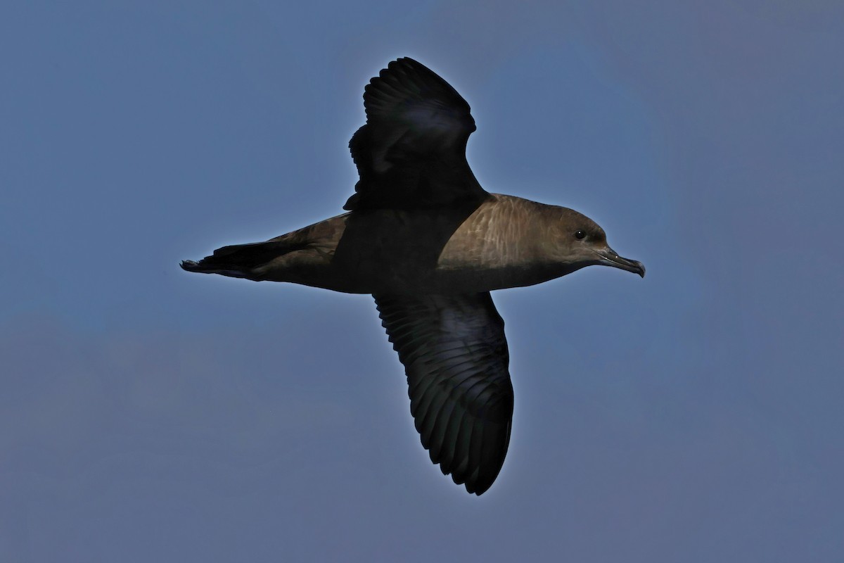 Sooty Shearwater - ML623917809