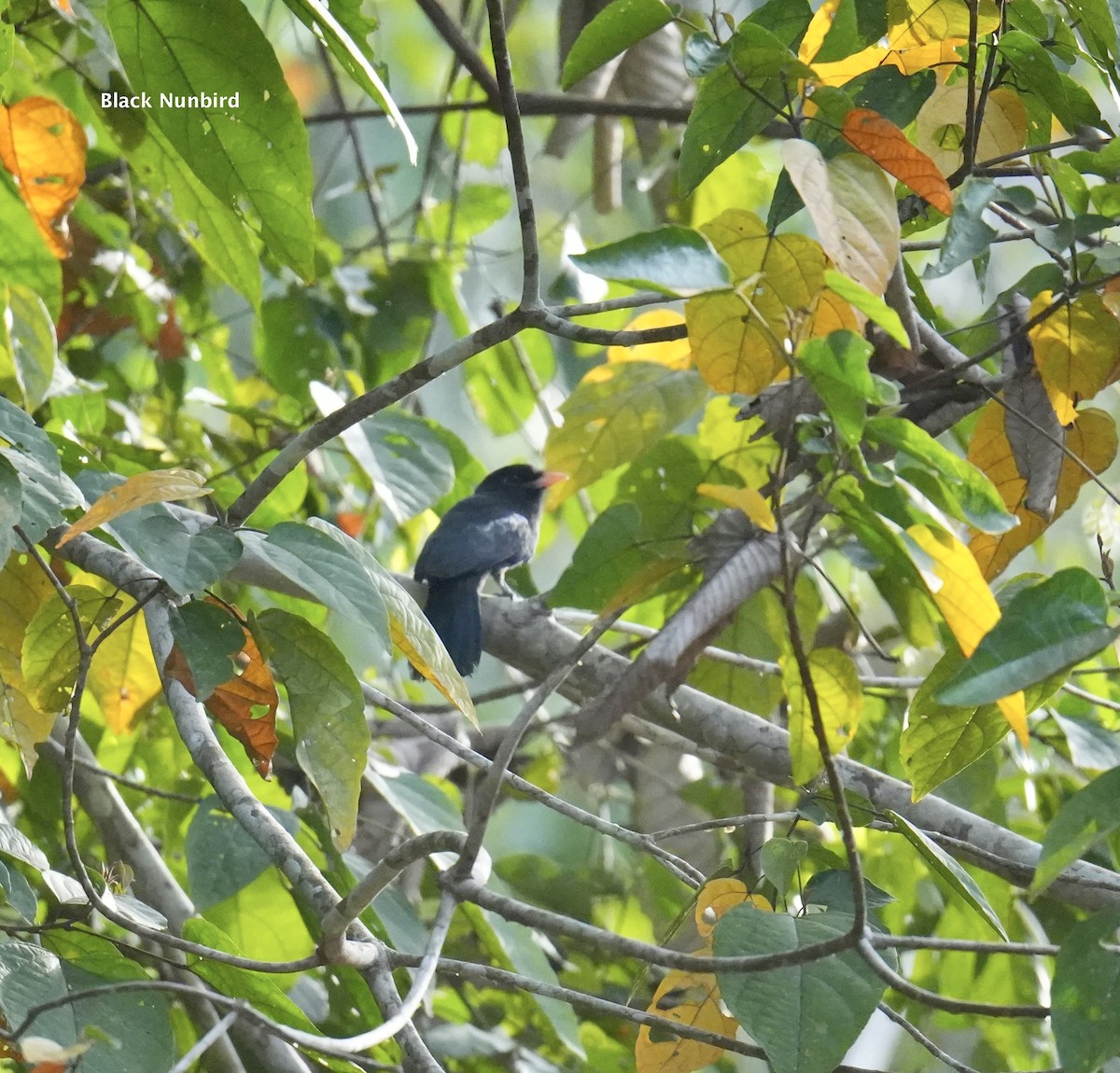 Black Nunbird - ML623917835