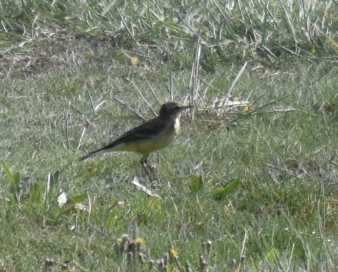 Western Yellow Wagtail - Bill Tweit