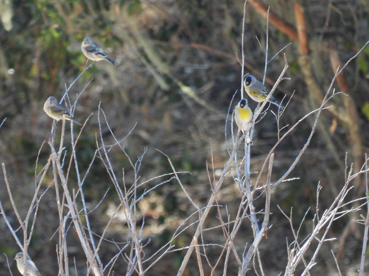 Lawrence's Goldfinch - ML623917871