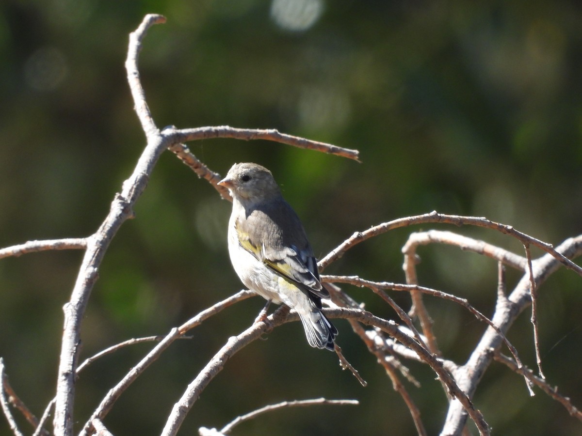 Lawrence's Goldfinch - ML623917879