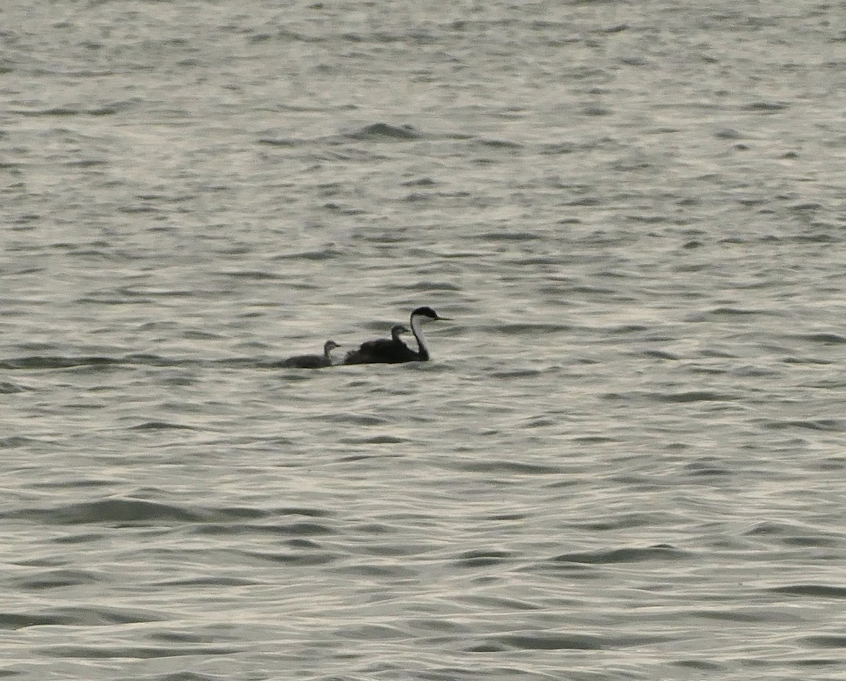 Western Grebe - ML623917882