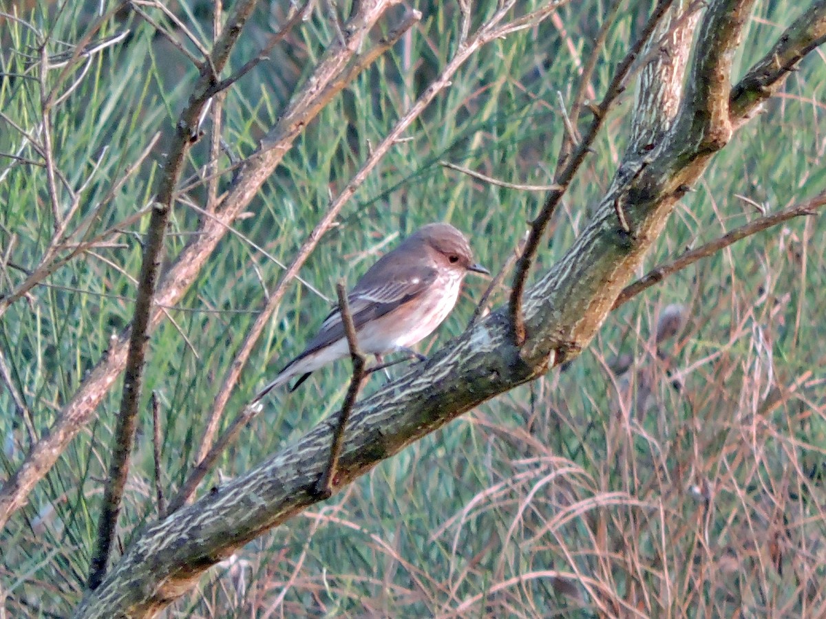 Spotted Flycatcher - ML623917892