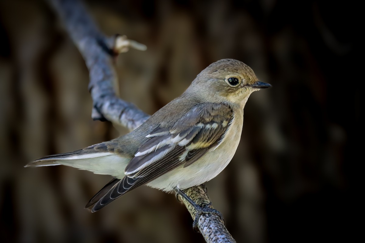 Semicollared Flycatcher - ML623917897