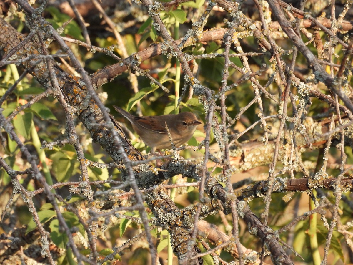 Greater Whitethroat - Murat Akkaya