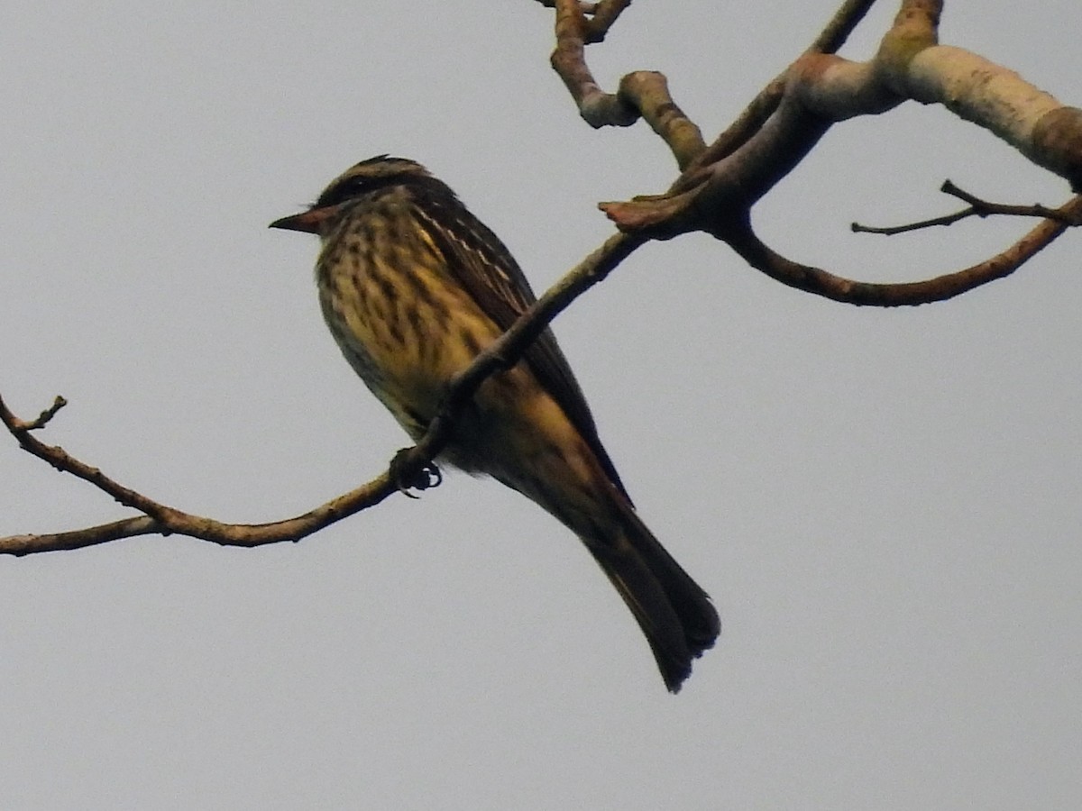 Variegated Flycatcher - ML623917903