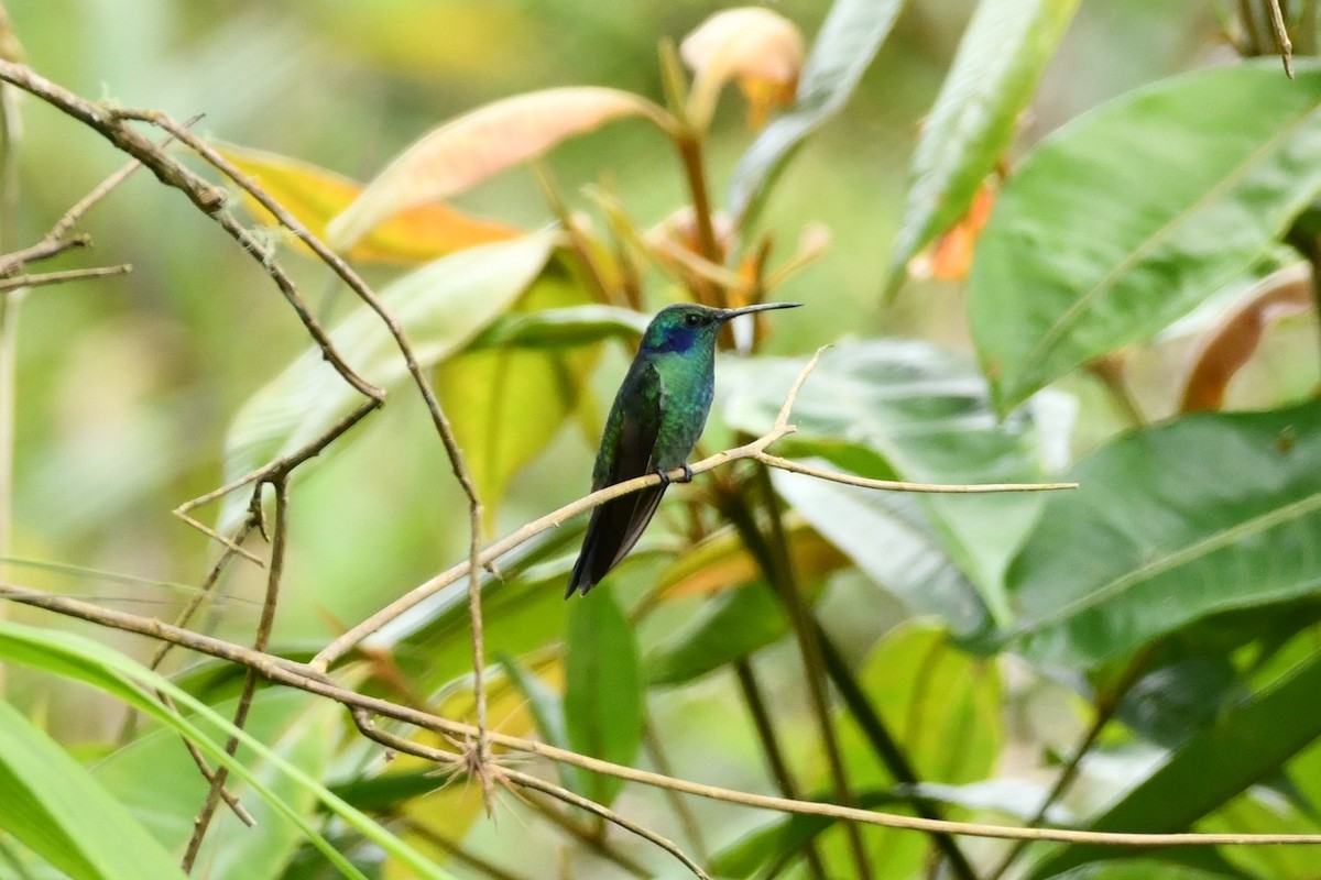 Berg-Veilchenohrkolibri - ML623917911