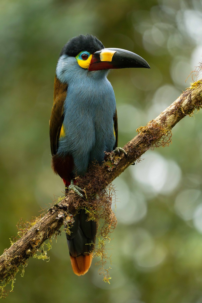 Plate-billed Mountain-Toucan - ML623917922