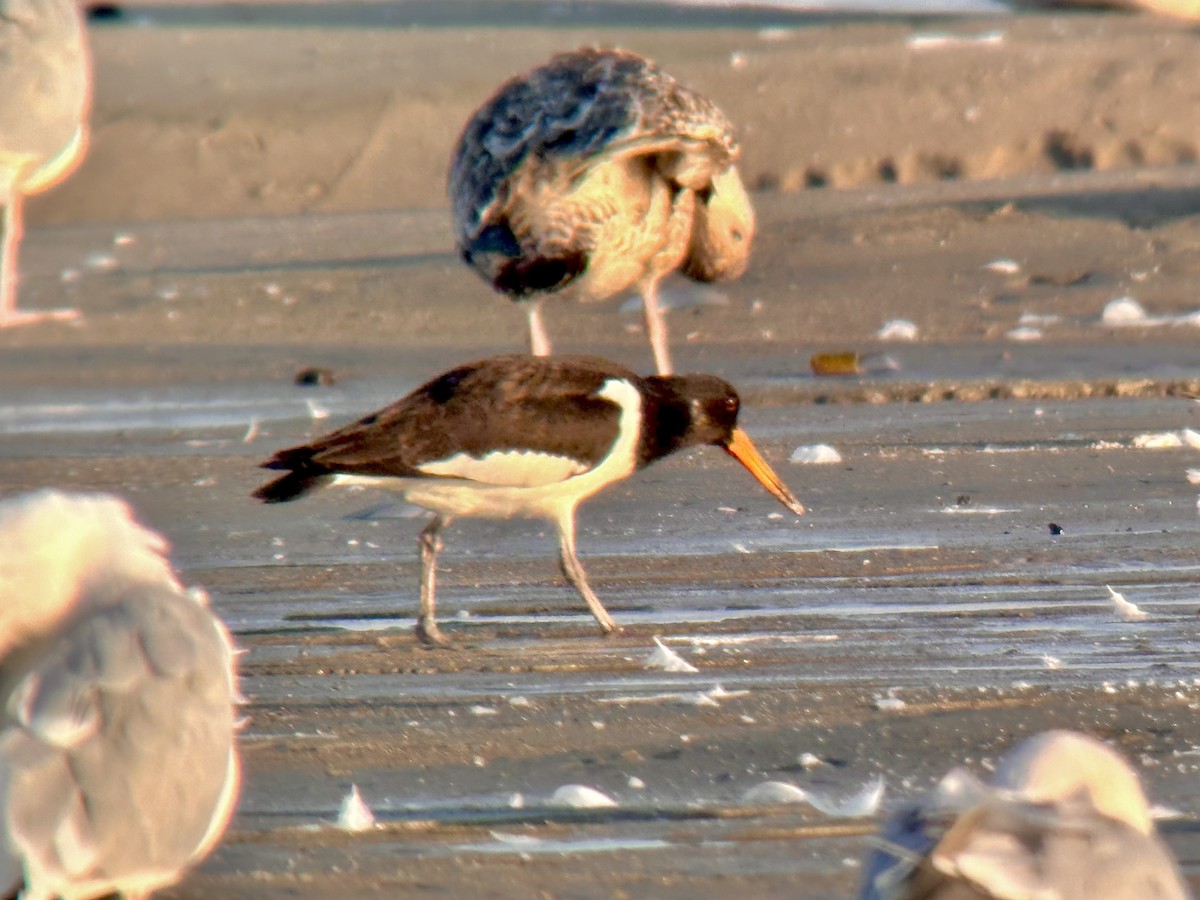 Eurasian Oystercatcher - ML623917992