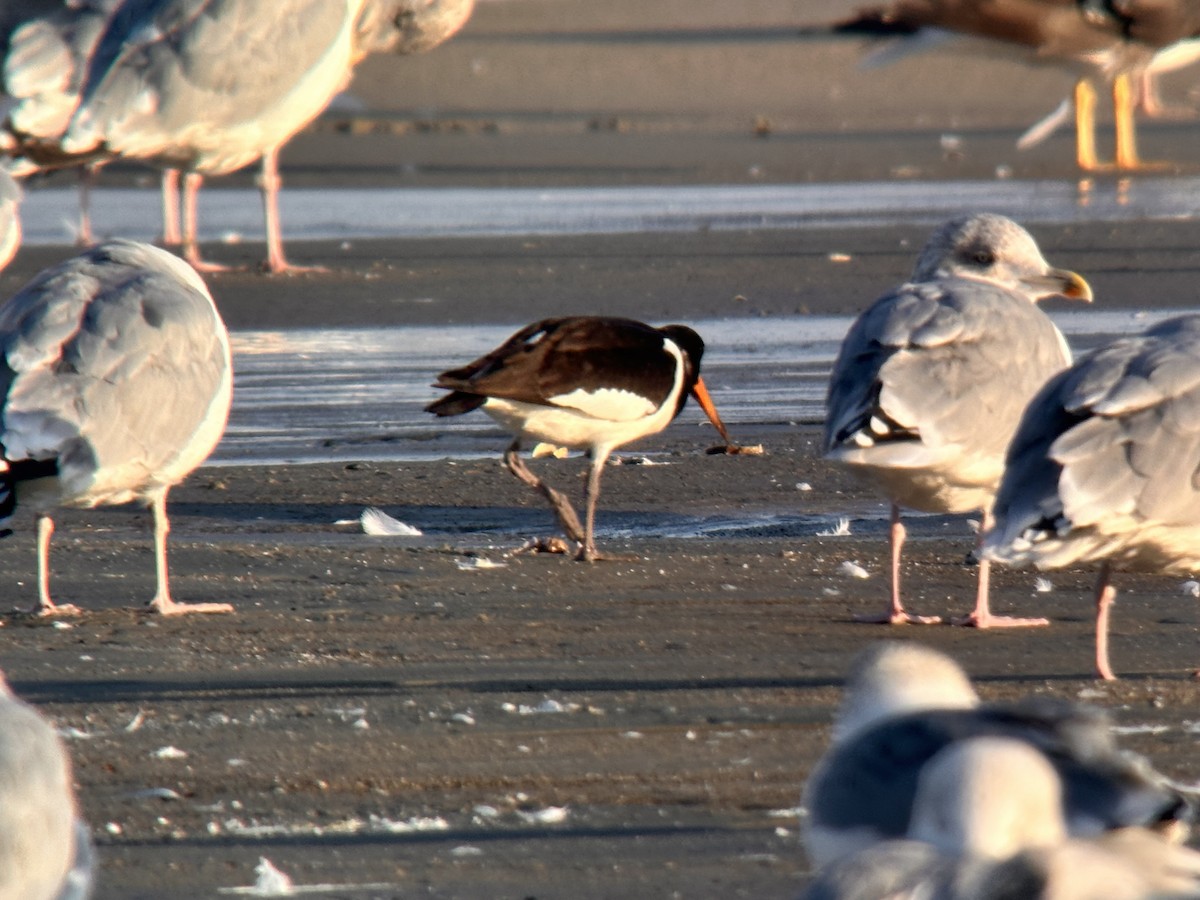 Eurasian Oystercatcher - ML623917993