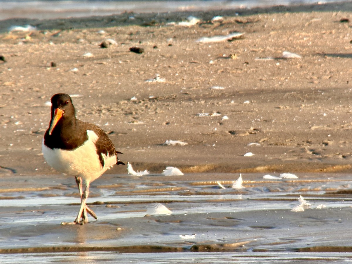 Eurasian Oystercatcher - ML623917994