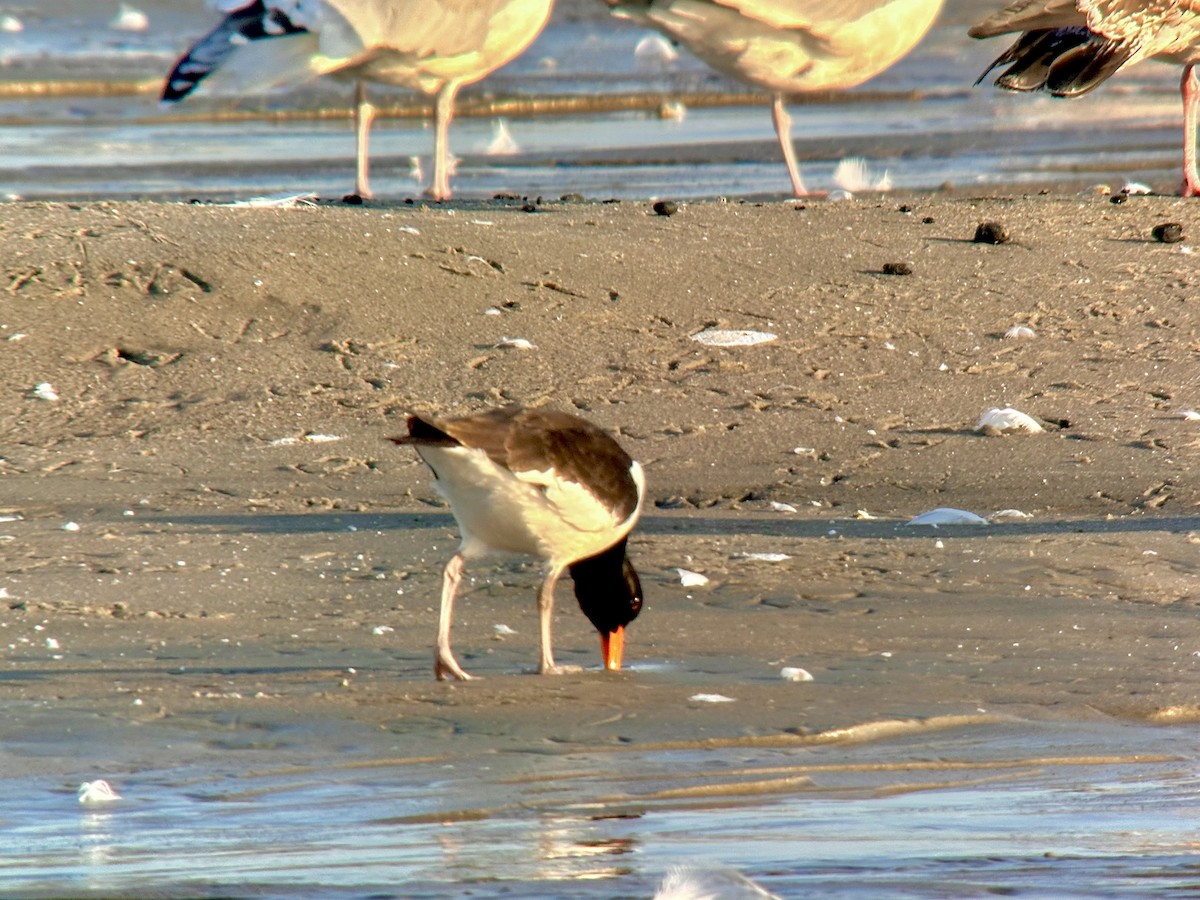 Eurasian Oystercatcher - ML623917995