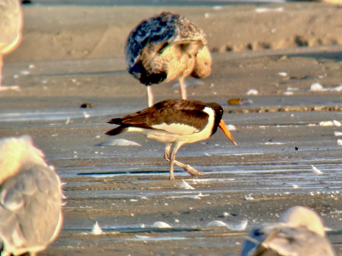 Eurasian Oystercatcher - ML623917996