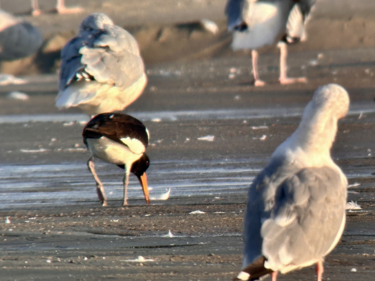 Eurasian Oystercatcher - ML623917997