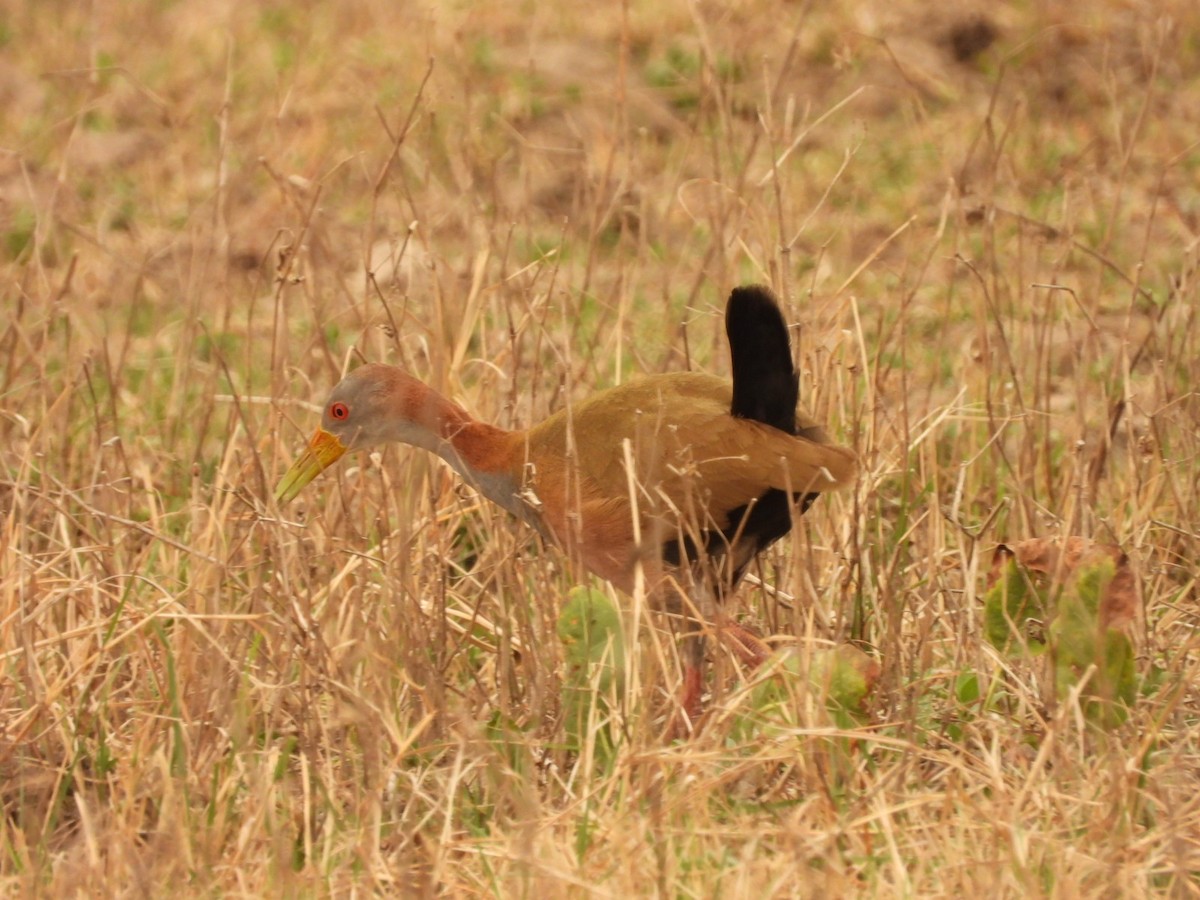 Giant Wood-Rail - ML623918002