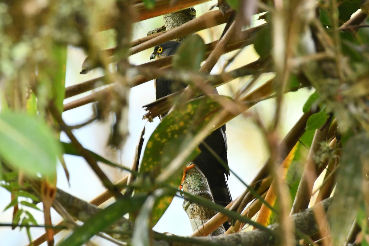 Sharp-shinned Hawk - ML623918009