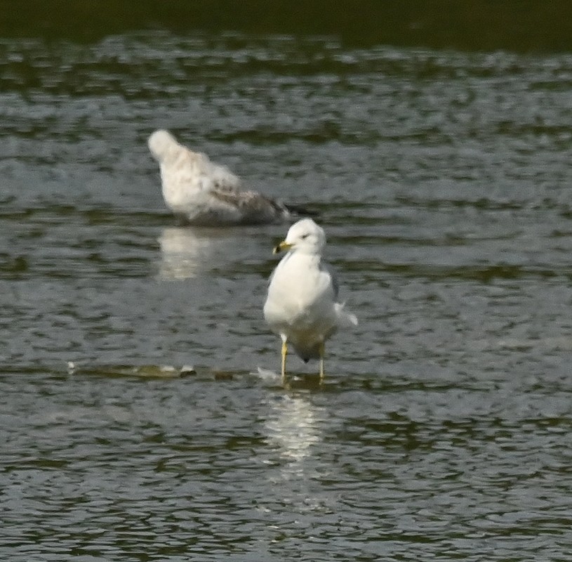 Ring-billed Gull - ML623918058