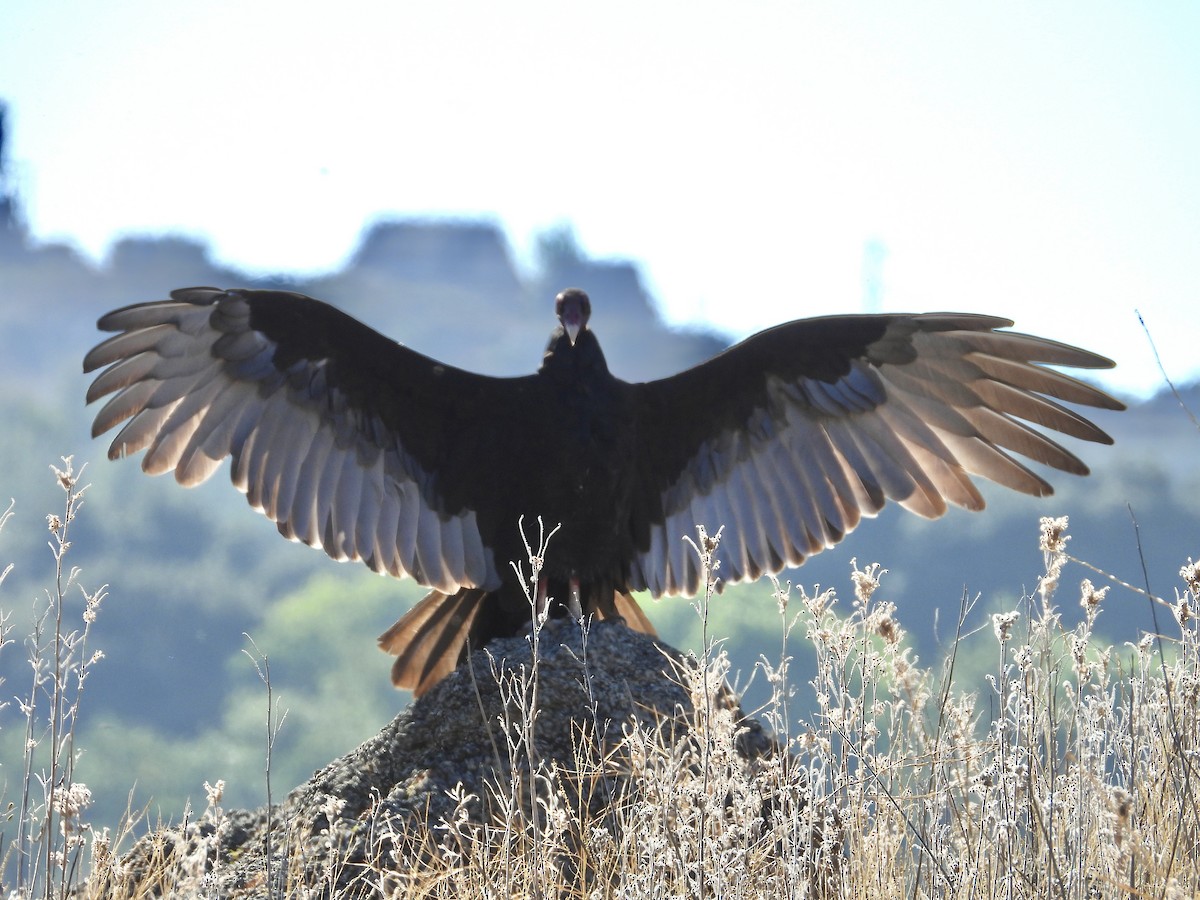 Turkey Vulture - ML623918067