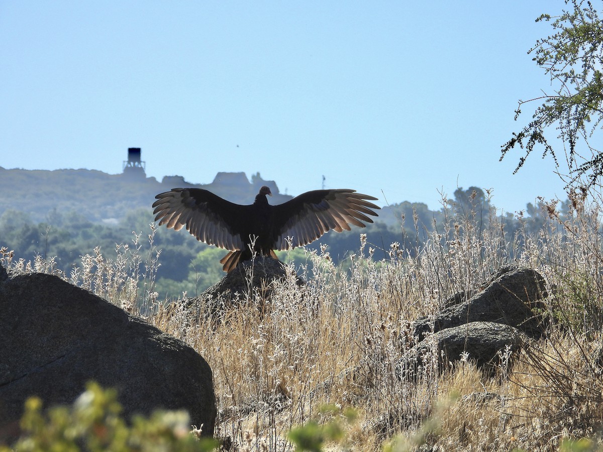 Turkey Vulture - ML623918068