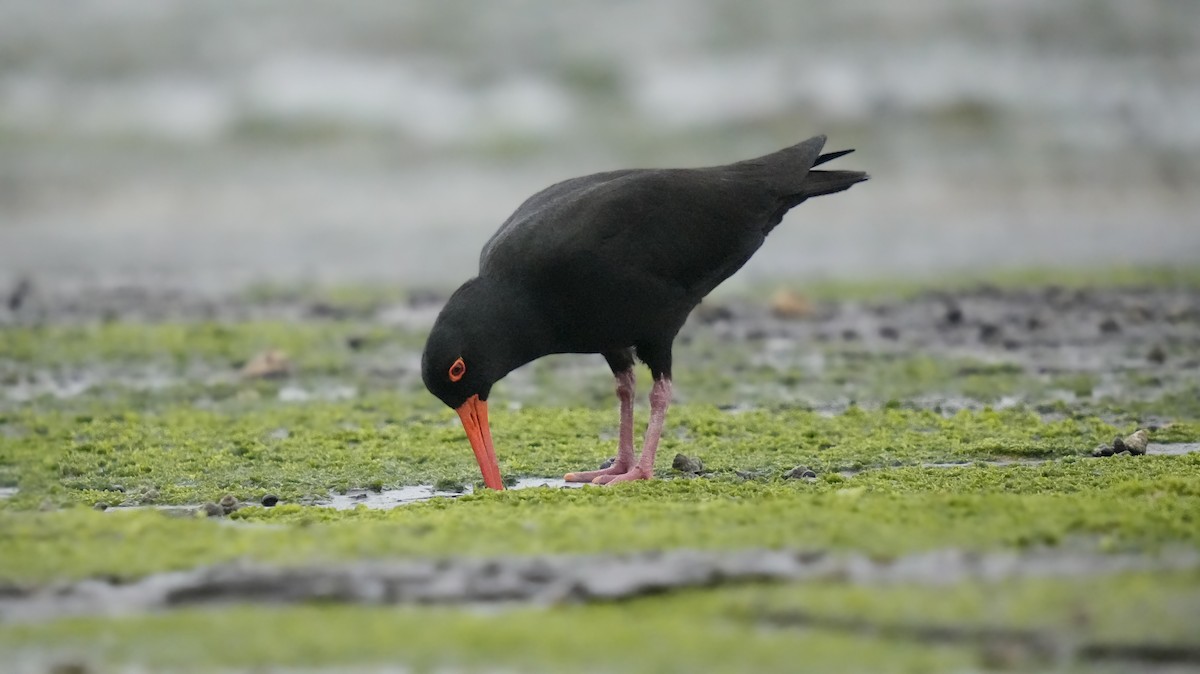 Sooty Oystercatcher - ML623918086