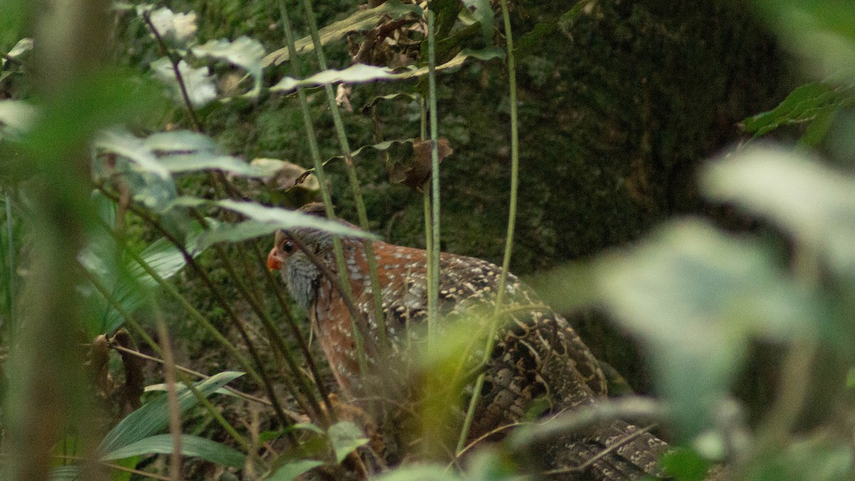 Bearded Wood-Partridge - ML623918099