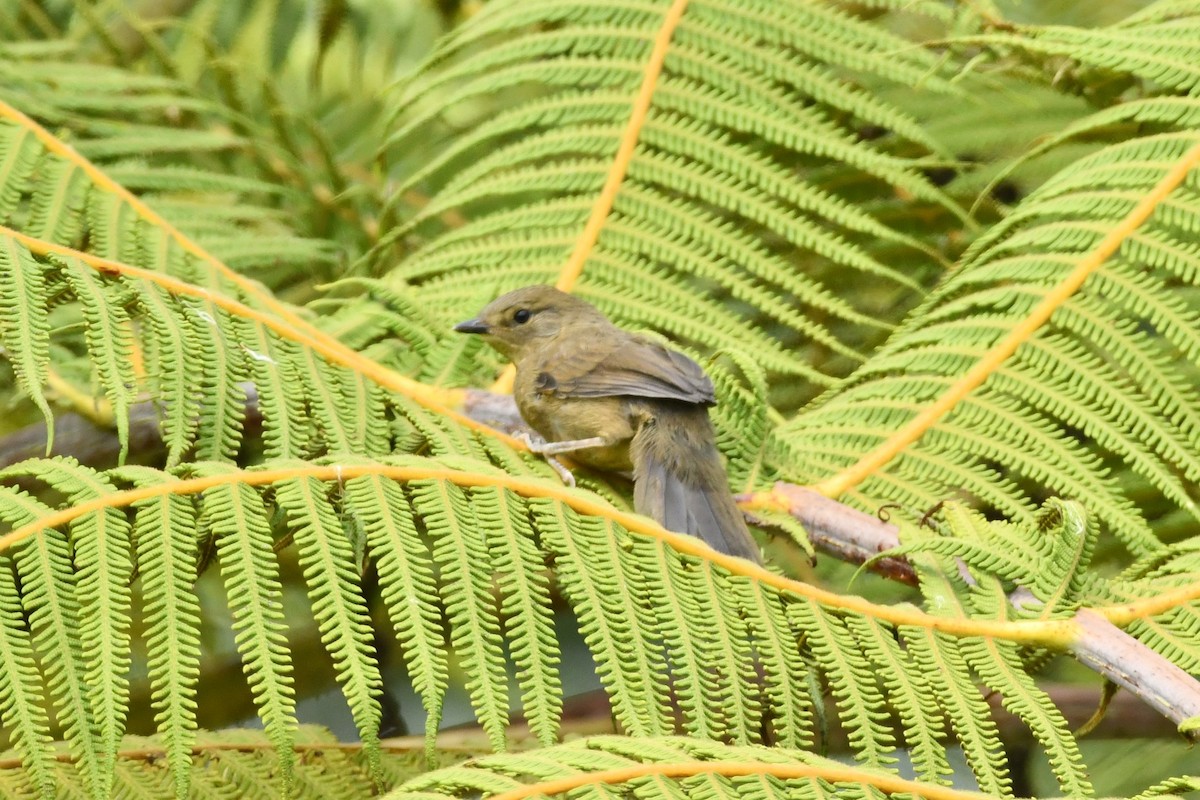 Dark-breasted Spinetail - ML623918100